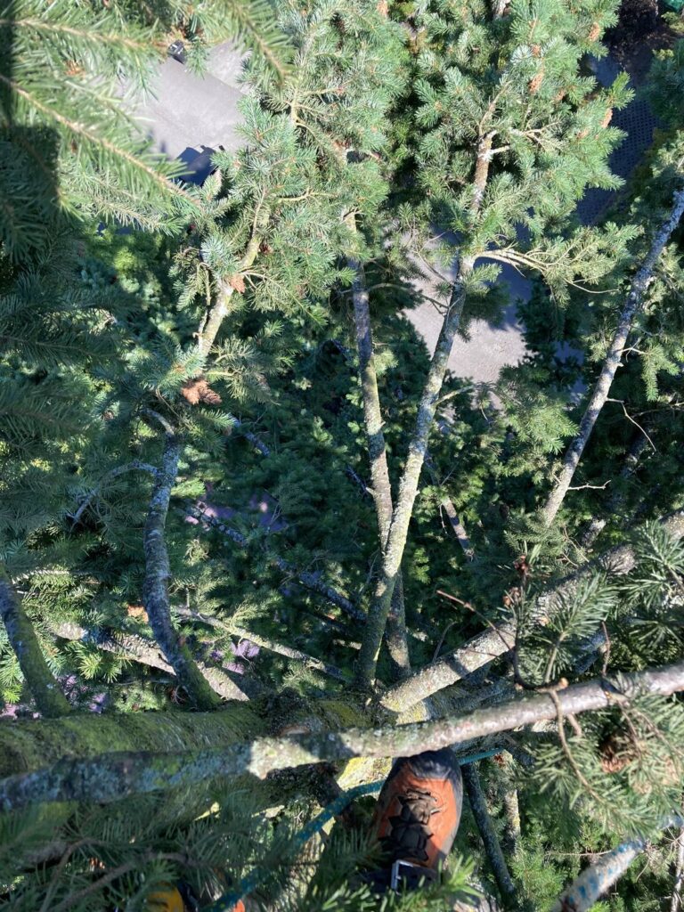 What Happens If You Never Prune Your Trees?