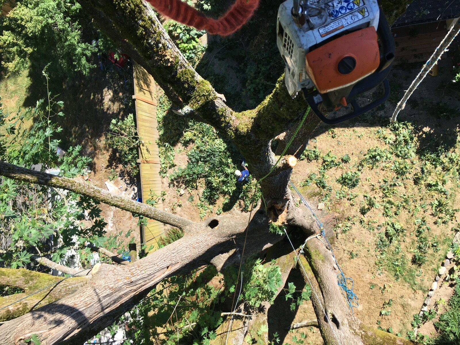 Wind-Sail Reduction — Jet City Tree Care