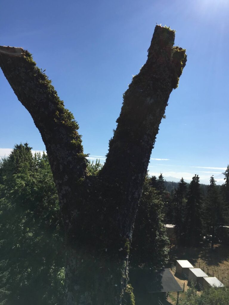 Is Tree Cabling Worth It?