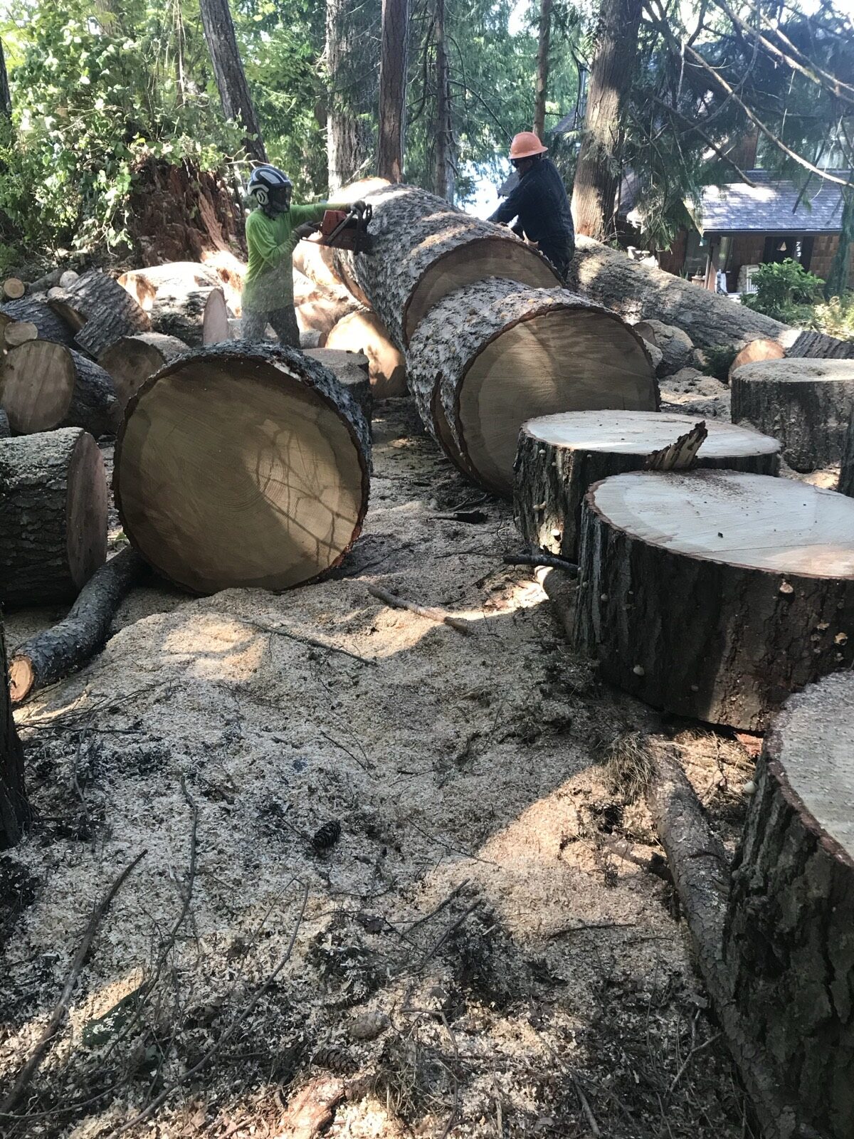 Jet City crew processing large fir rounds
