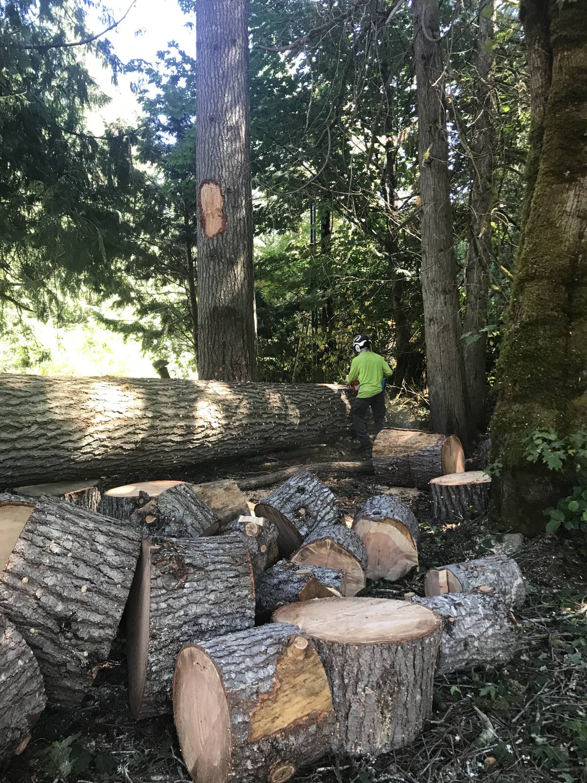 Your trees, on a schedule.