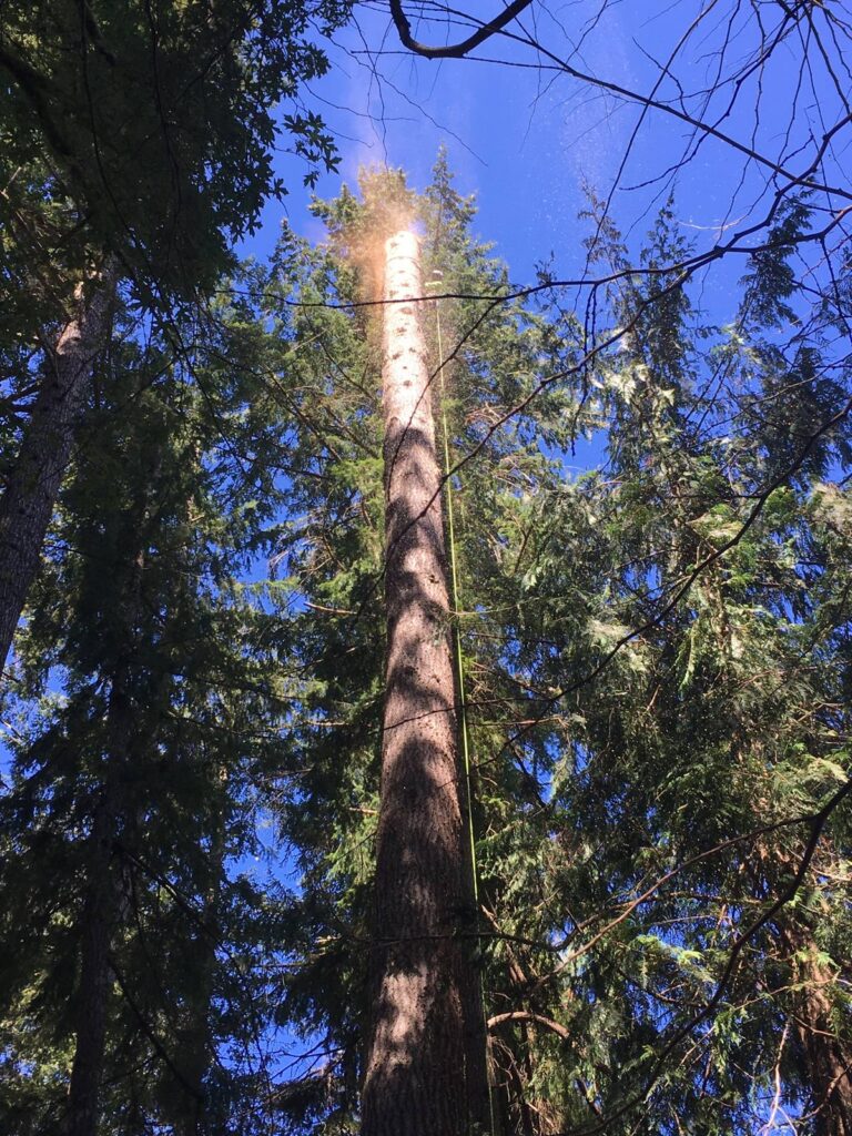 Can You Get a Tree Removed for Free in Washington?