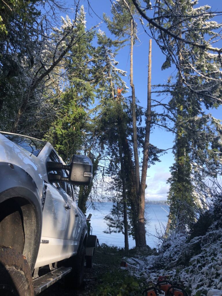 Why Do Healthy Trees Fall in PNW Windstorms?